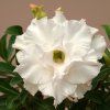 White Blaze