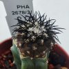 Copiapoa corralensis PHA 3044