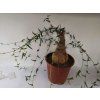 Momordica sessilifolia RM 795 XXL