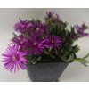Delosperma deleeuviana Lesotho