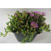Delosperma Pinky