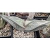 Aloe dhufarensis PHA 2595