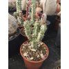 Monadenium magnificum