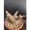 Pachypodium makayense