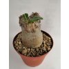 Pachypodium eburneum XL