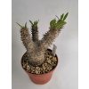 Pachypodium densiflorum XL