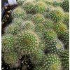 Eriocactus claviceps