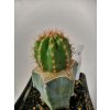 Pilosocereus machrisii GO 102