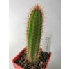 Cleistocactus sp. ASK 544.2