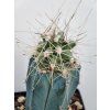 Echinocereus mapimiensis DFM 1765