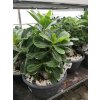 Adenium obesum XXL