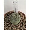 Tephrocactus geometricus v. minimus KP 81