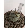 Tephrocactus geometricus v. minimus KP 86