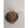Tephrocactus sp. NP Talampaya KP 203