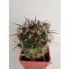 Coryphantha cornifera GM 013