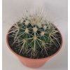 Echinocactus grusonii v. albispinus L
