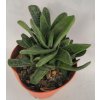 Gasteria cv. Warthog XL