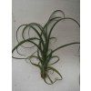 Tillandsia hybr. 'curly slim'