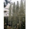 Tillandsia usneoides XL