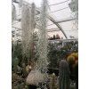 Tillandsia usneoides grob silber