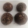Dioscorea elephantipes XXXXL