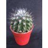 Pyrrrhocactus floccosus