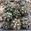 Copiapoa coquimbana PHA 2689