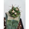 Copiapoa humilis v. australis PHA 2512