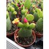 Opuntia microdasys CARE