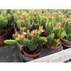 Opuntia quitensis