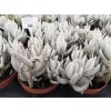 Senecio haworthii cv. Mont Blanc