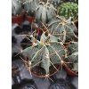 Astrophytum ornatum L
