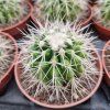 Echinocactus grusonii L