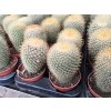 Mamillaria pringlei XL