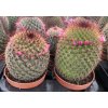 Mamillaria spinosissima RED