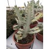 Euphorbia lactea