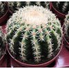Echinocactus grusonii v. brevispinus  XL