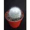 Notocactus scopa v. albispinus