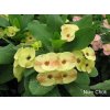 Euphorbia millii cv. Nam Chok