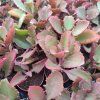 Kalanchoe rubinea