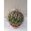 Echinofosulocactus aff. multicostatus XL