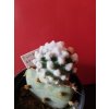 Pediocactus winklerii RP 132