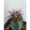 Copiapoa goldii PHA 2536
