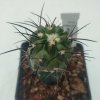 Copiapoa dealbata PHA 2289