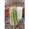 Eulychnia castanea PHA 2180