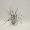 Tillandsia elizabethae PROD