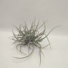 Tillandsia KASHKIN