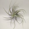 Tillandsia SINGAPORE SUNG /stricta x leonamiana/