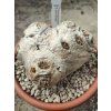 Pachypodium brevicaule XXXL