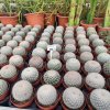 Mamillaria candida  XL